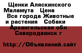 Щенки Аляскинского Маламута › Цена ­ 10 000 - Все города Животные и растения » Собаки   . Архангельская обл.,Северодвинск г.